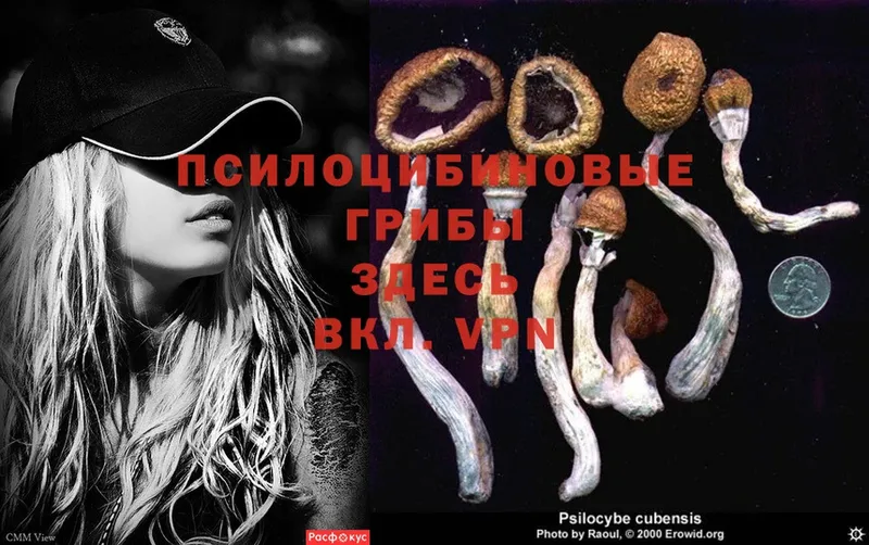 Псилоцибиновые грибы Psilocybe  где купить наркоту  kraken зеркало  Беслан 